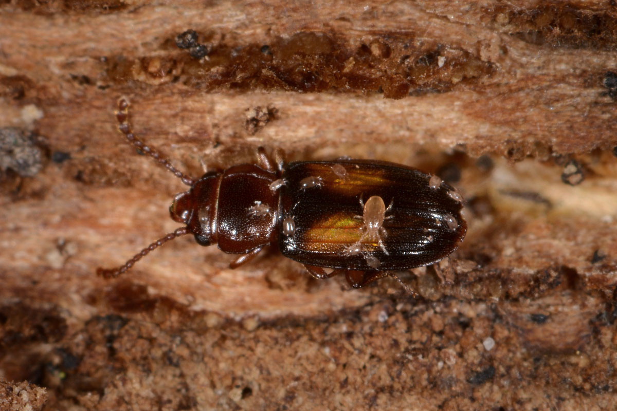 Laemophloeidae: Laemophloeus monilis? S, femmina